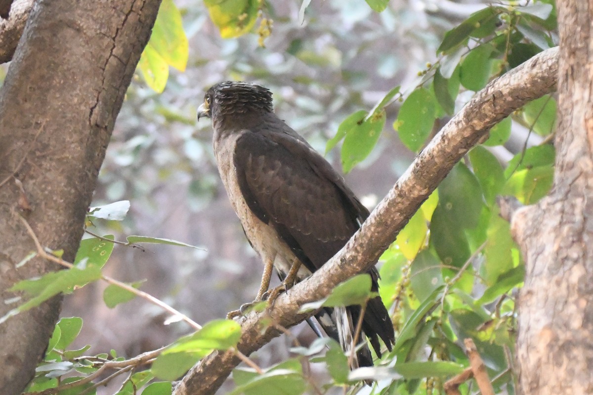 Crested Serpent-Eagle - ML224786261