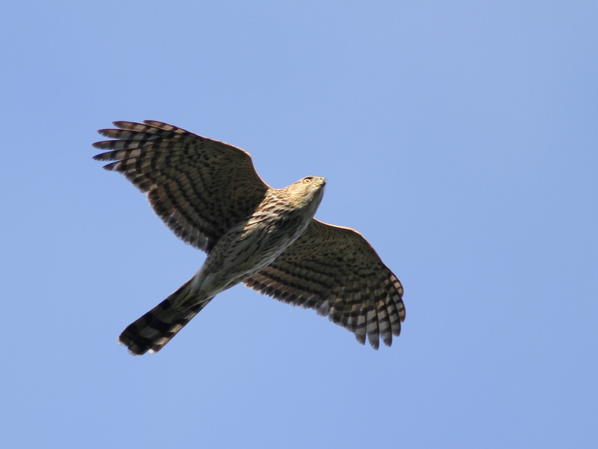 Cooper's Hawk - ML224787981