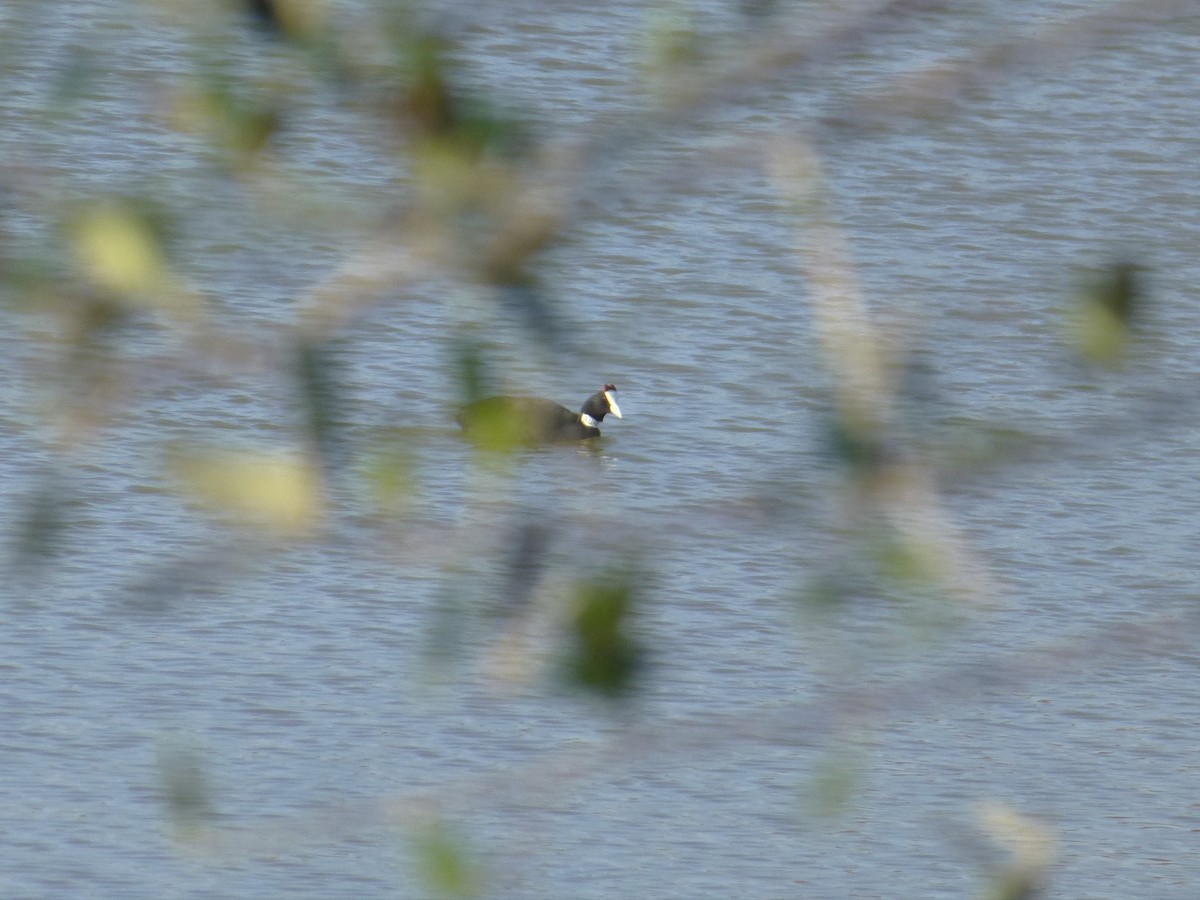 Red-knobbed Coot - ML224788821