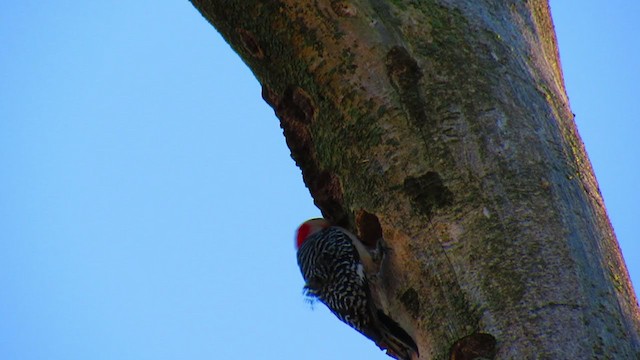 Red-bellied Woodpecker - ML224789501
