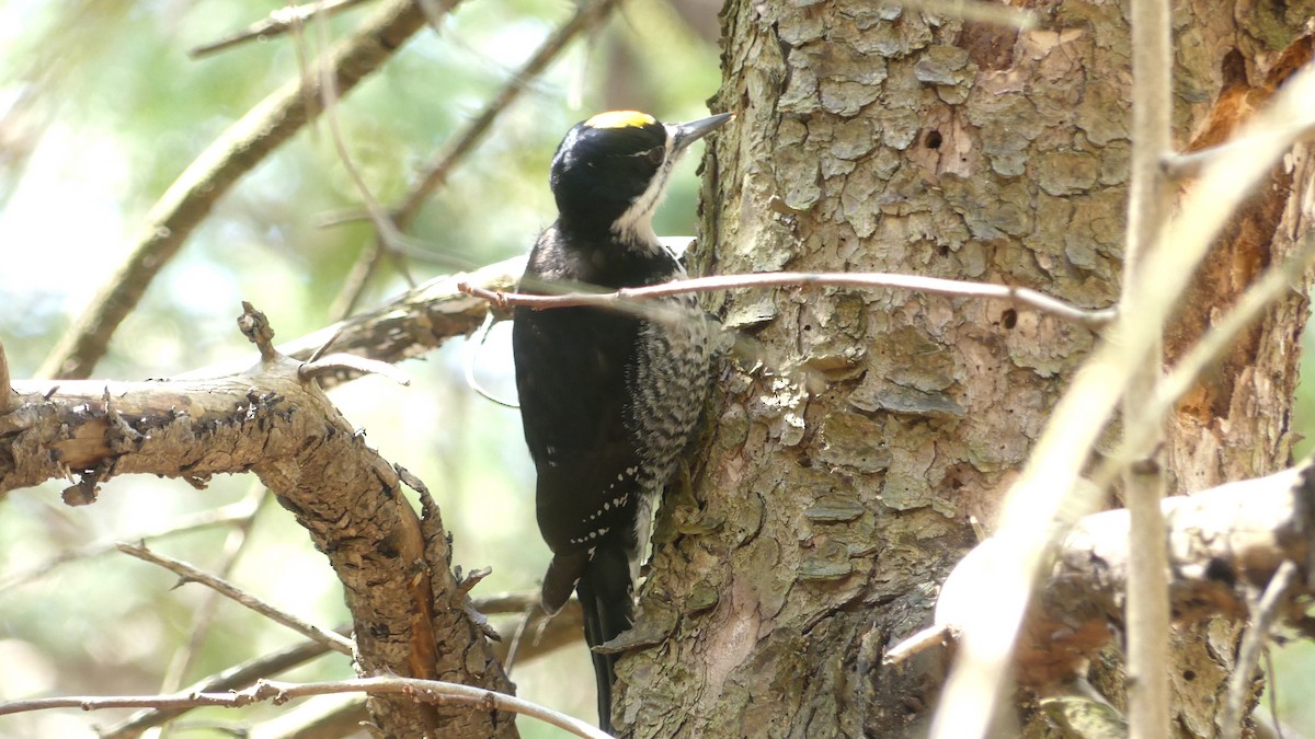 Black-backed Woodpecker - ML224790181