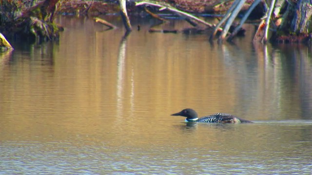 Common Loon - ML224790341