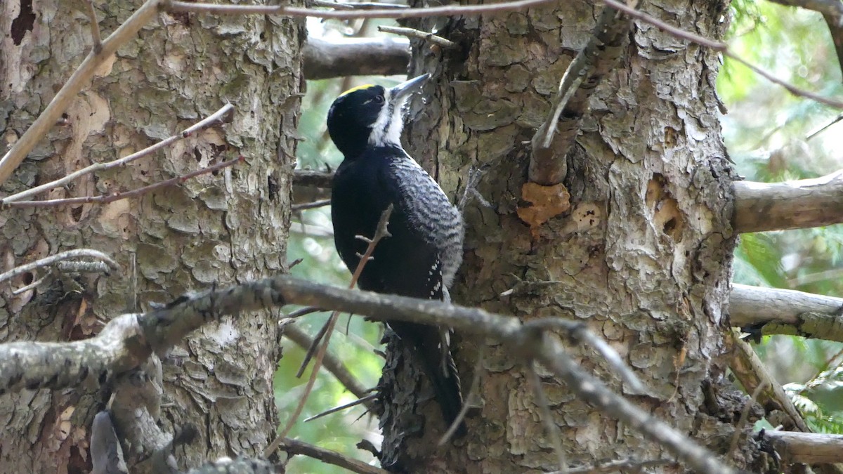 Black-backed Woodpecker - ML224790821
