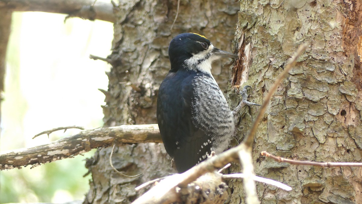 Black-backed Woodpecker - ML224790861