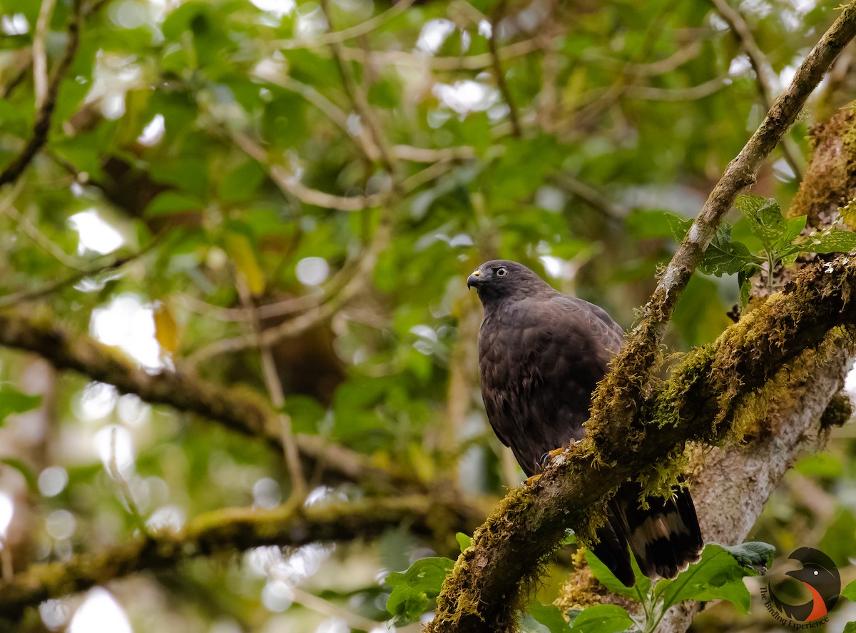 Broad-winged Hawk - ML224796981