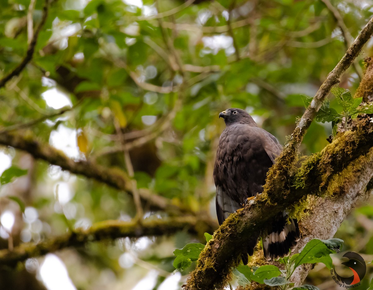 Broad-winged Hawk - ML224796991