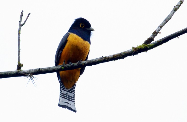 Gartered Trogon - ML224797251