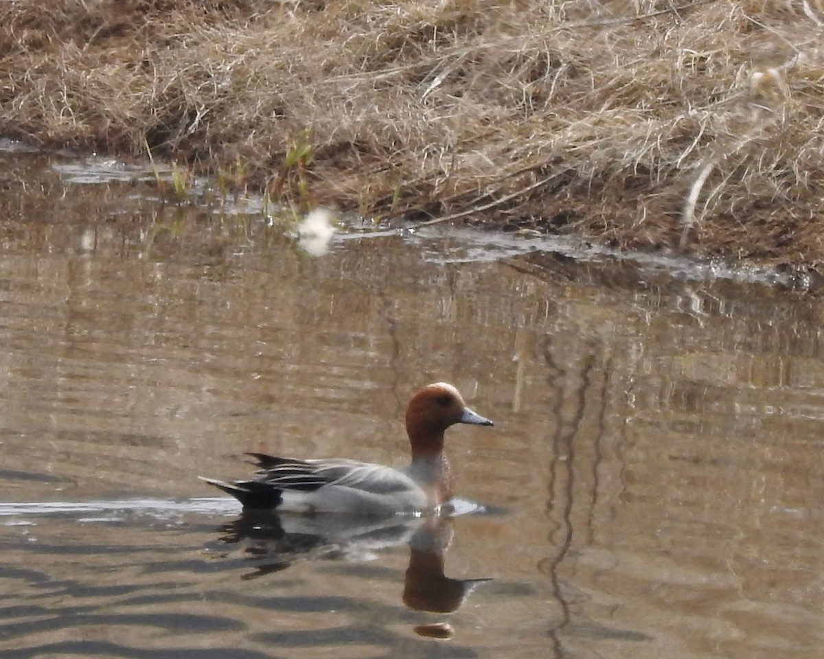 Eurasian Wigeon - Tom Zavitz