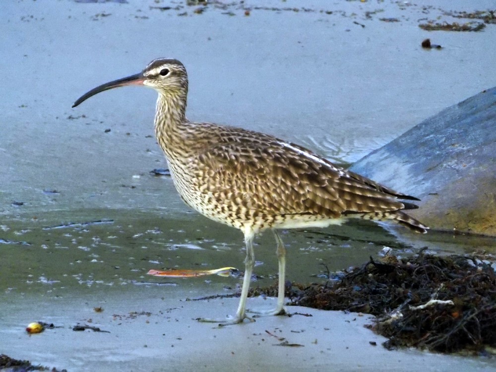 Whimbrel - ML22479821