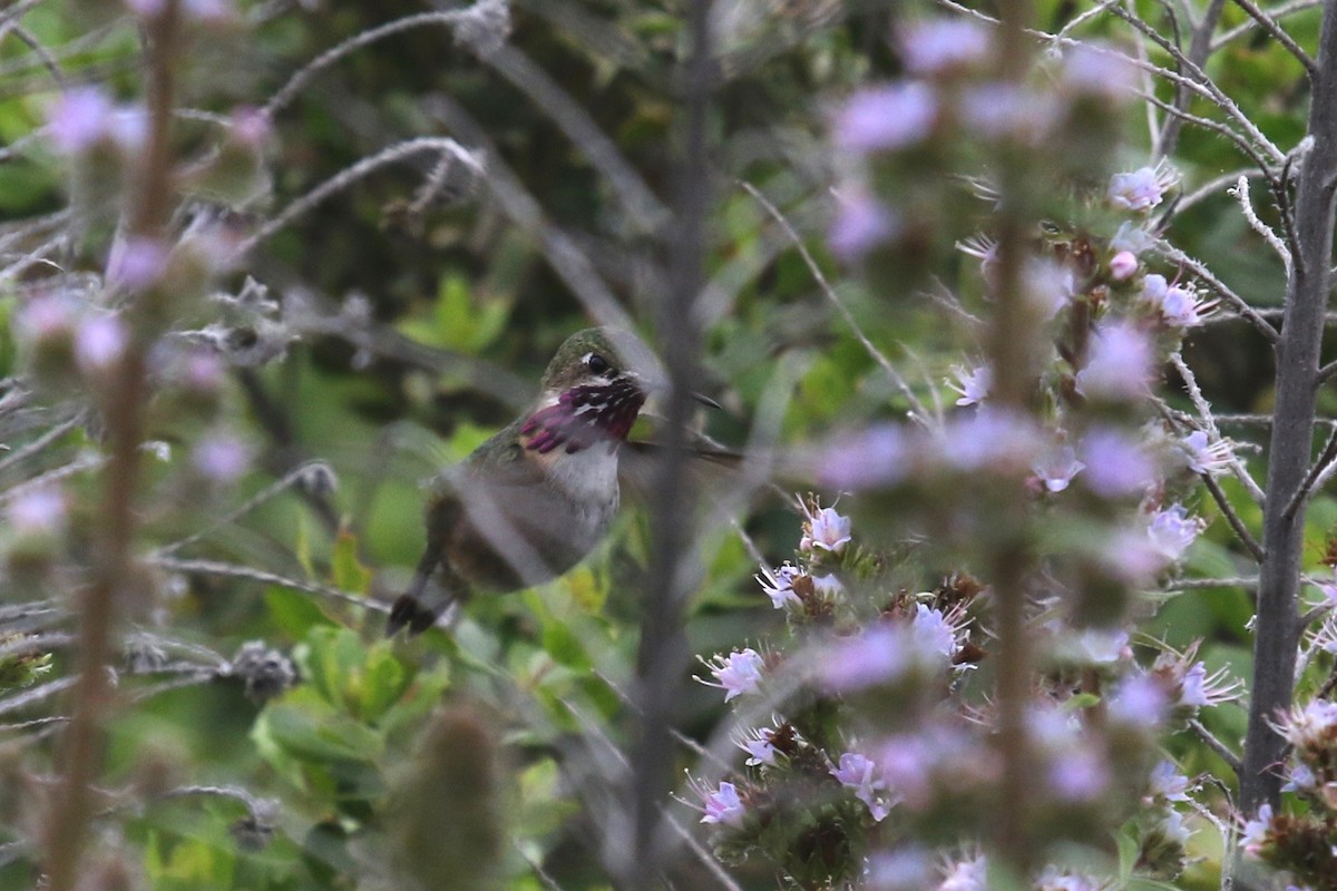 Calliope Hummingbird - Oscar Moss