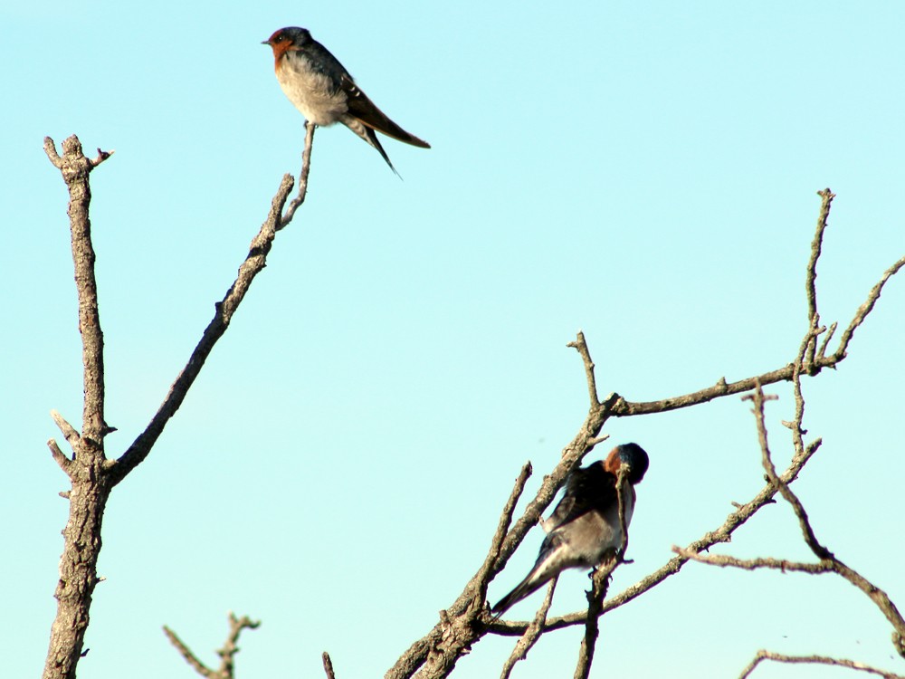 Welcome Swallow - ML22479901