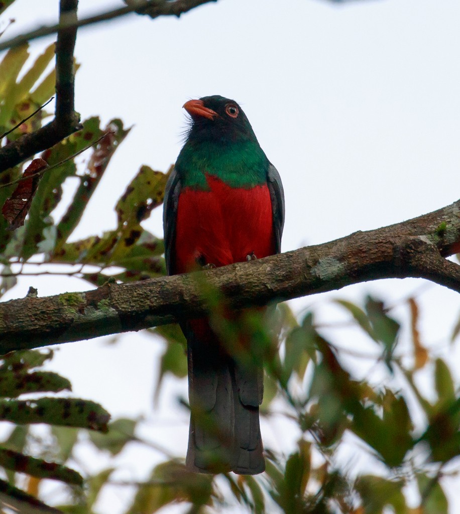 Gri Kuyruklu Trogon - ML224799061