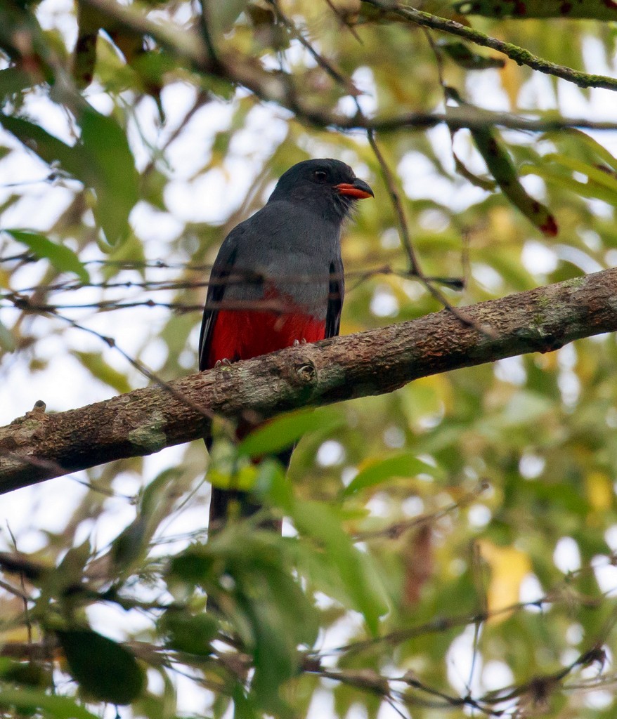 Gri Kuyruklu Trogon - ML224799091