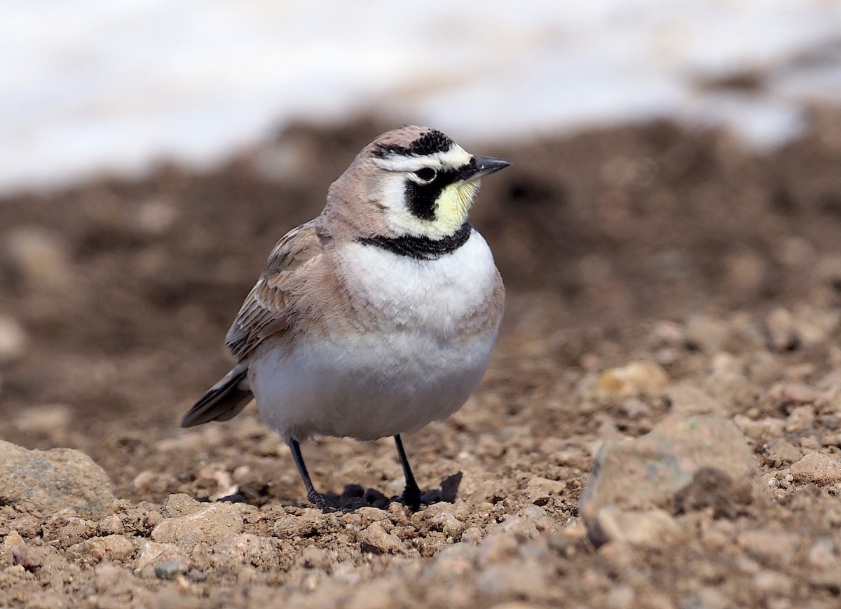 Horned Lark - Stephan Lorenz