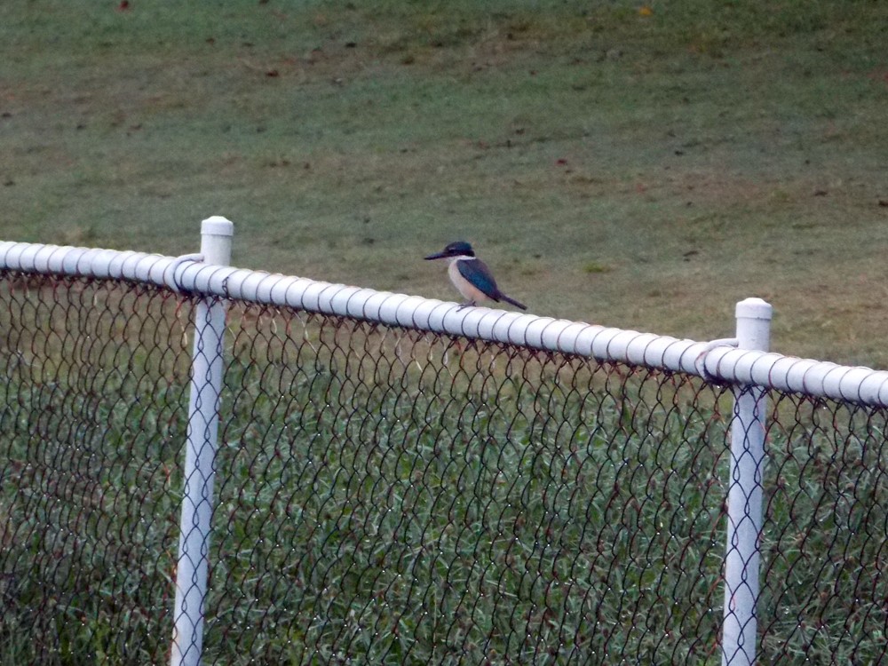 Sacred Kingfisher - ML22480331