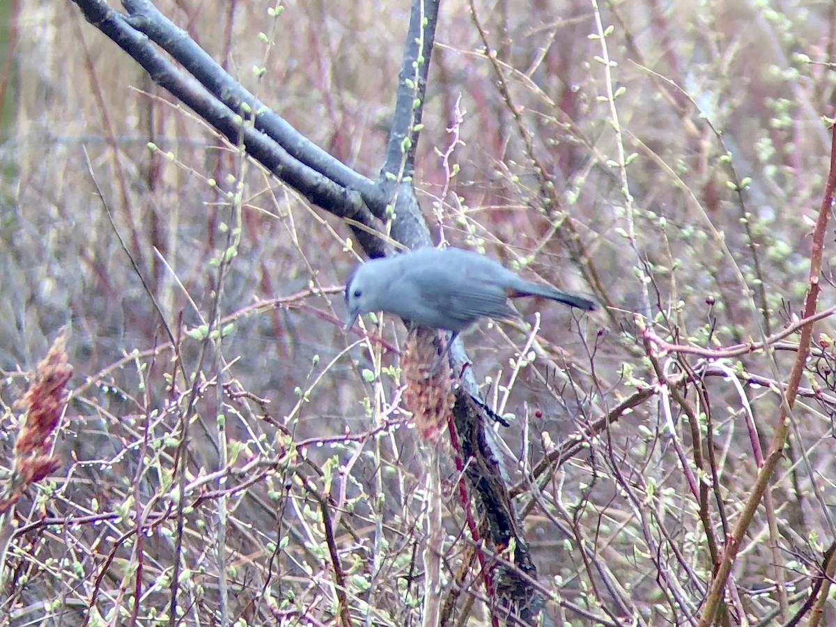 Gray Catbird - Shiloh Schulte