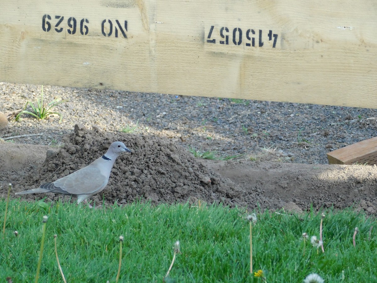 Eurasian Collared-Dove - ML224805091