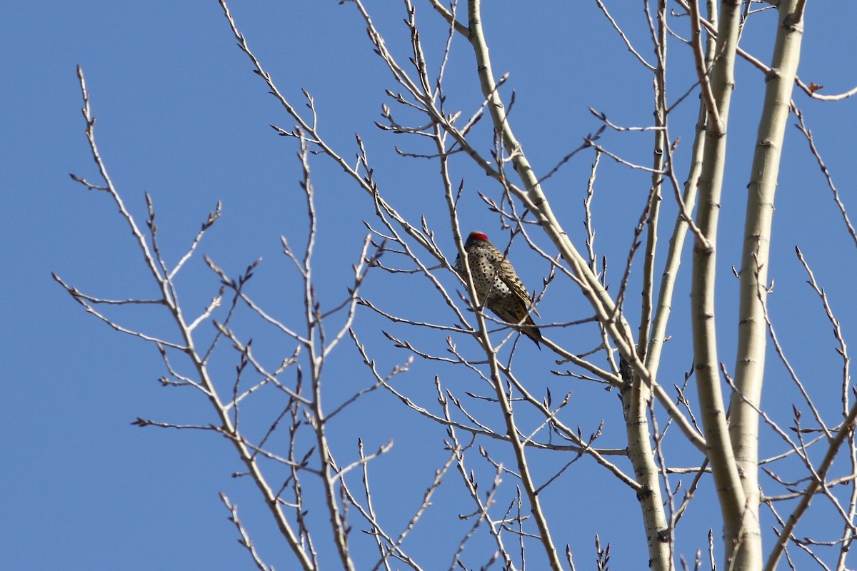 Northern Flicker - ML224805201