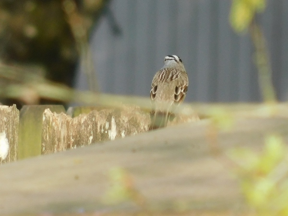 White-crowned Sparrow - ML224805371