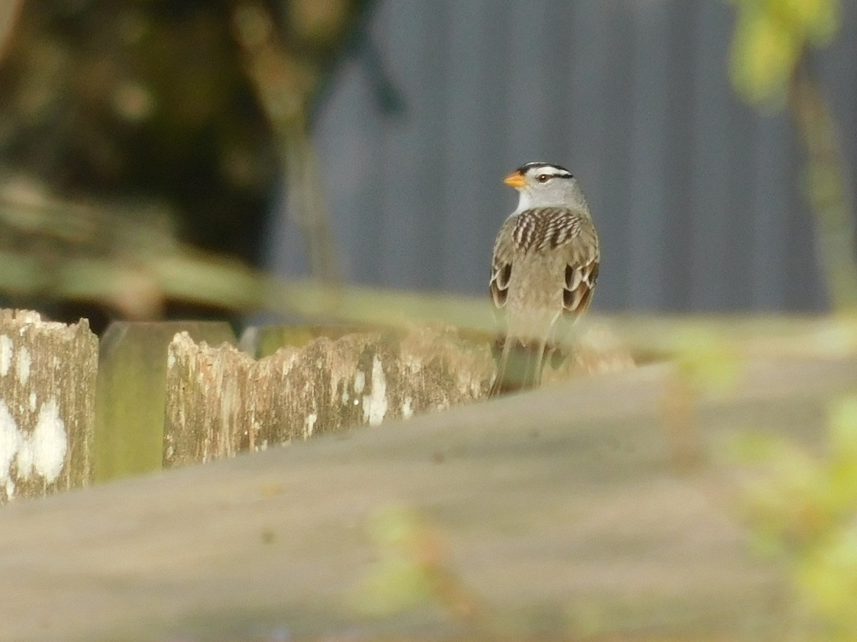 White-crowned Sparrow - ML224805381