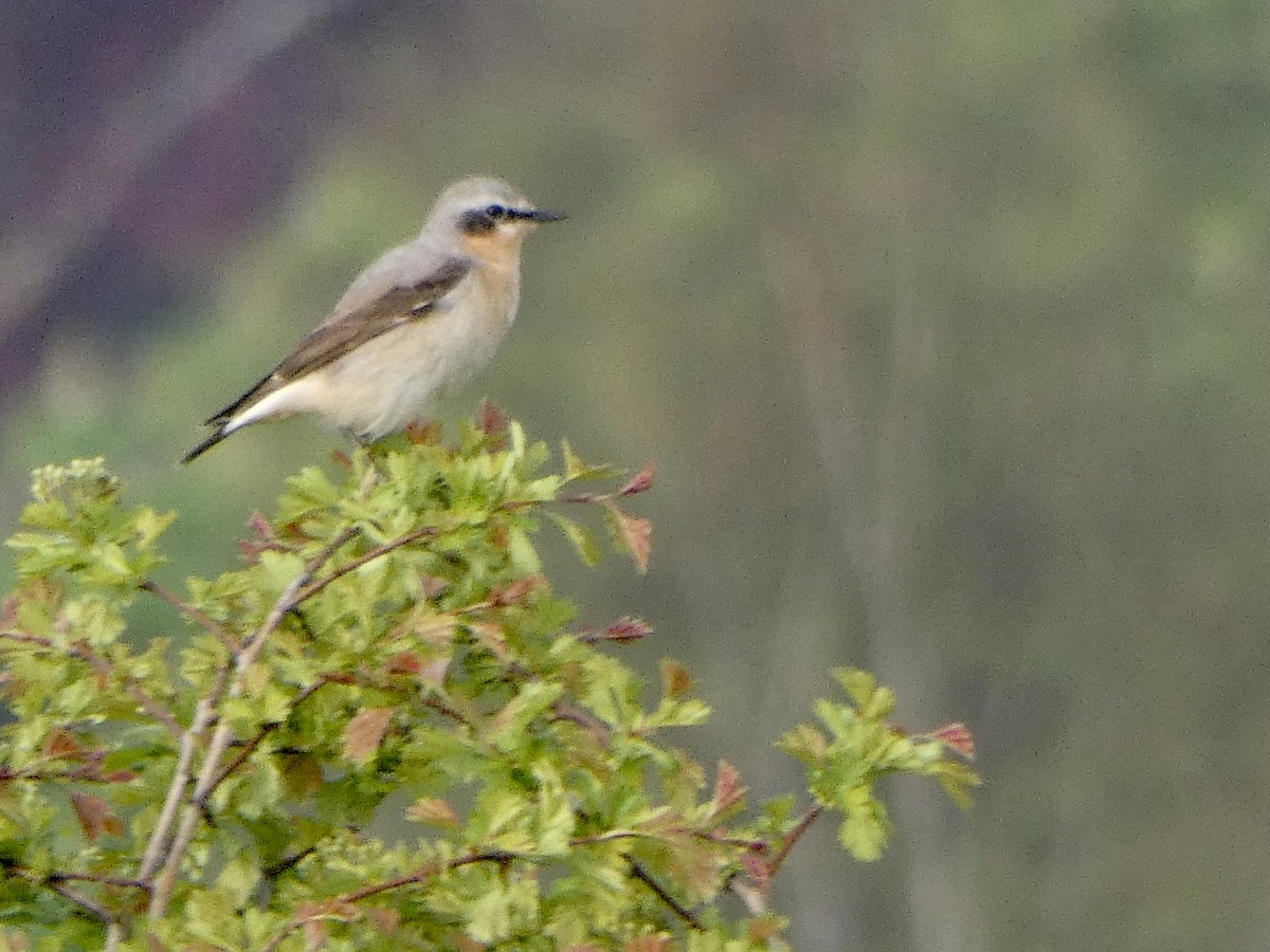 Northern Wheatear - ML224806351