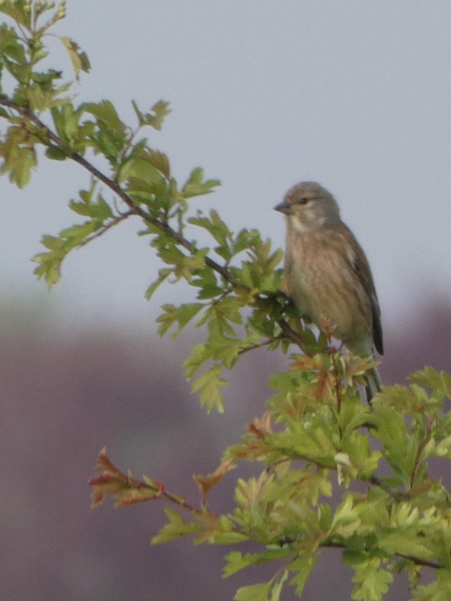 Eurasian Linnet - ML224806441