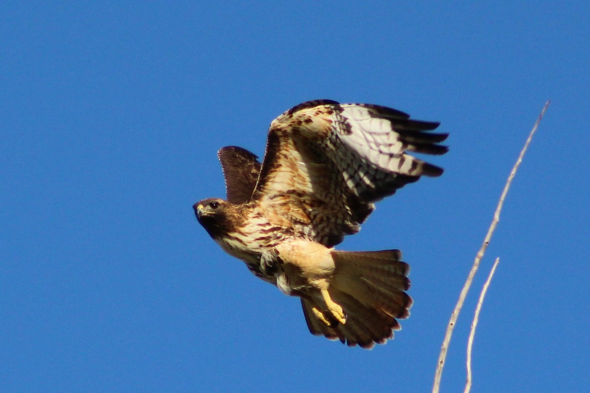 Red-tailed Hawk - William Huggins