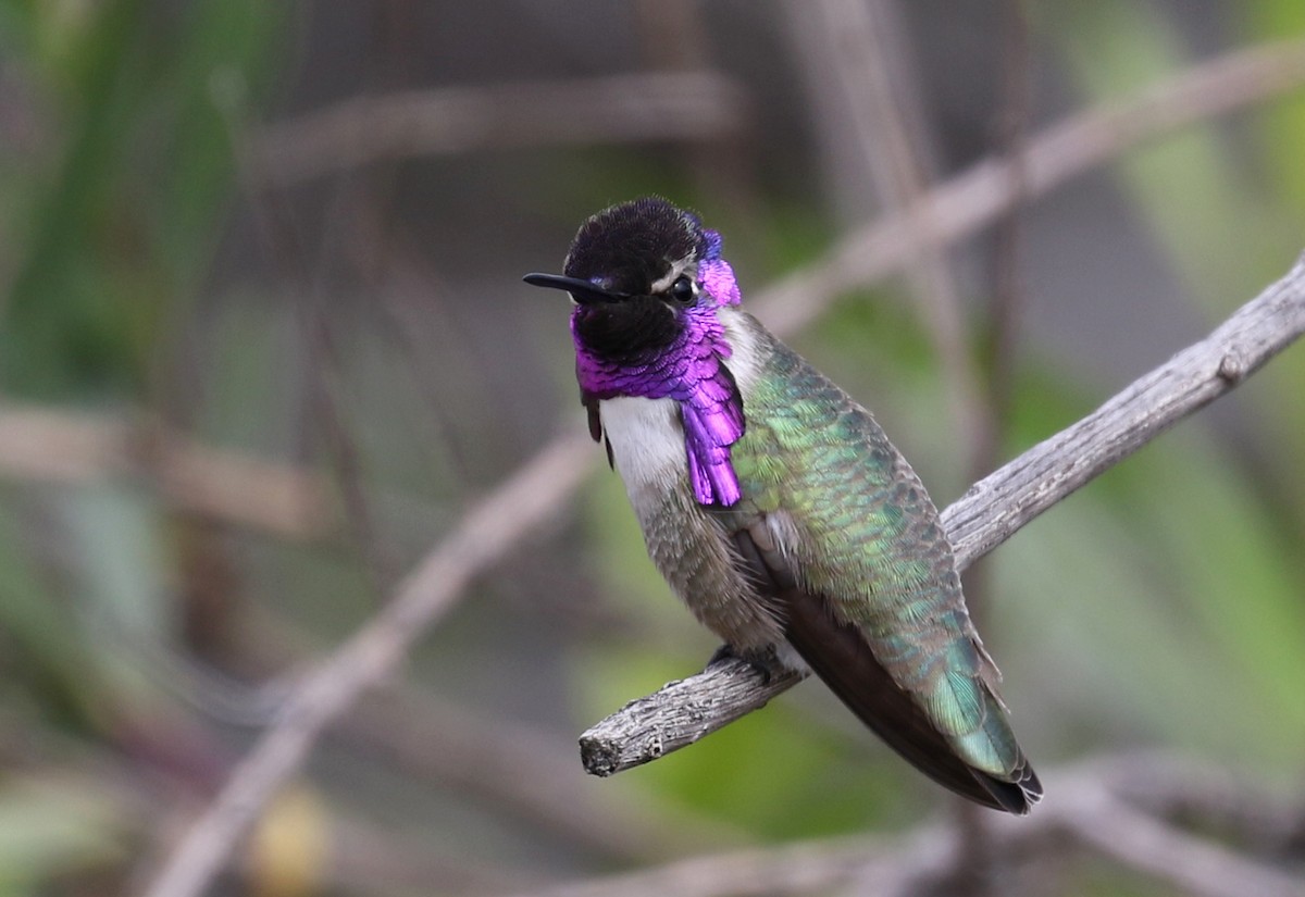 Costa's Hummingbird - Matthew Grube