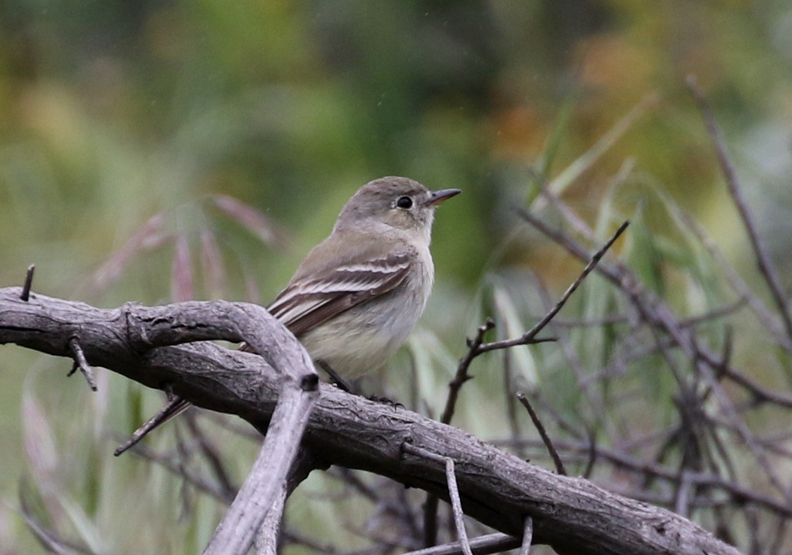 Gray Flycatcher - ML224806891