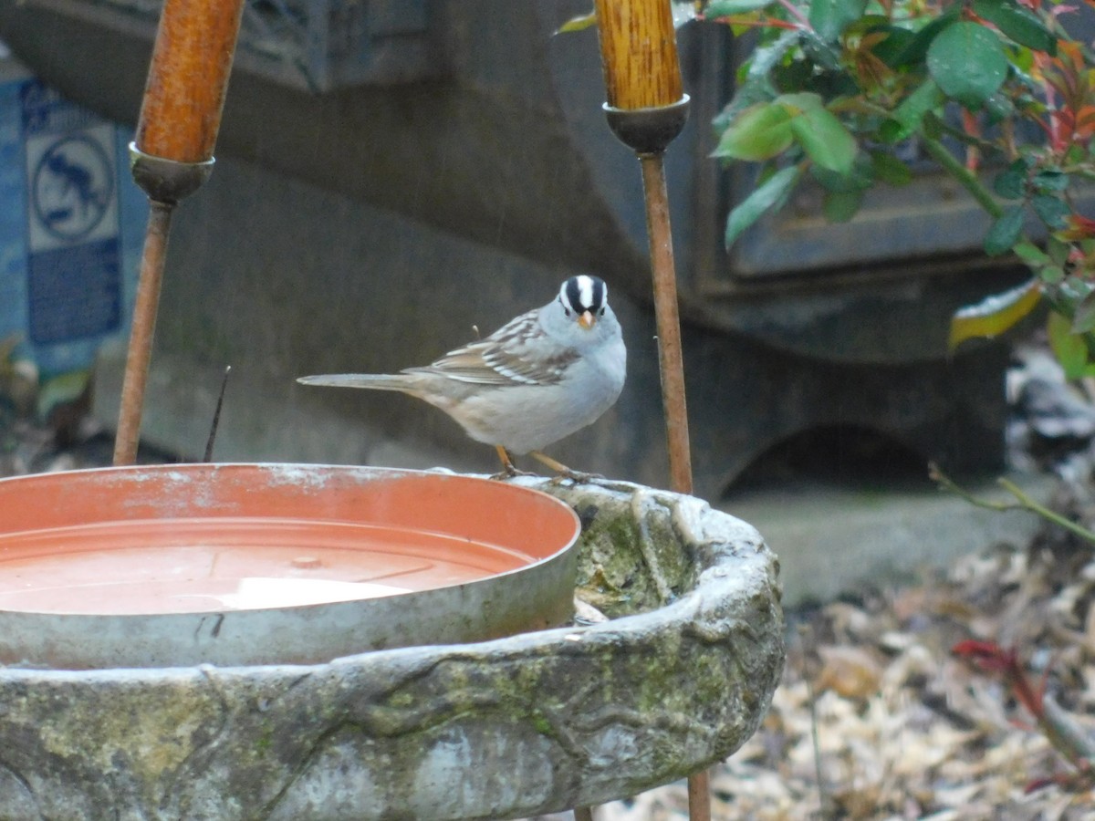 White-crowned Sparrow - ML224806901