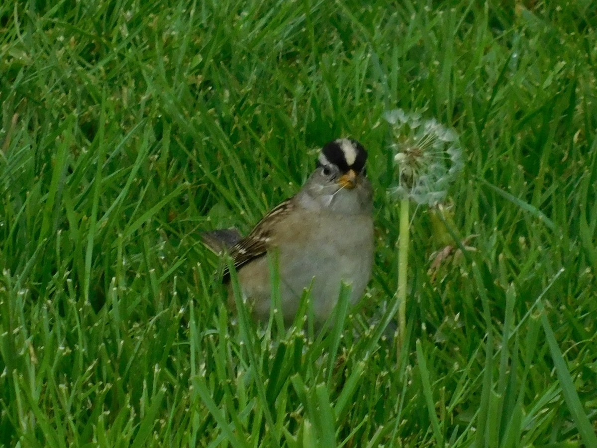 White-crowned Sparrow - ML224806911