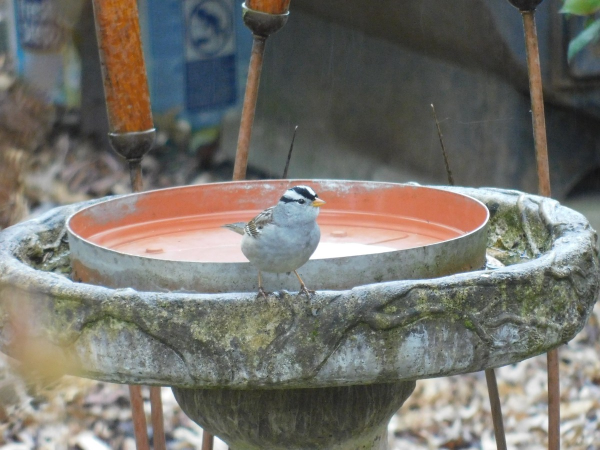 White-crowned Sparrow - ML224806971