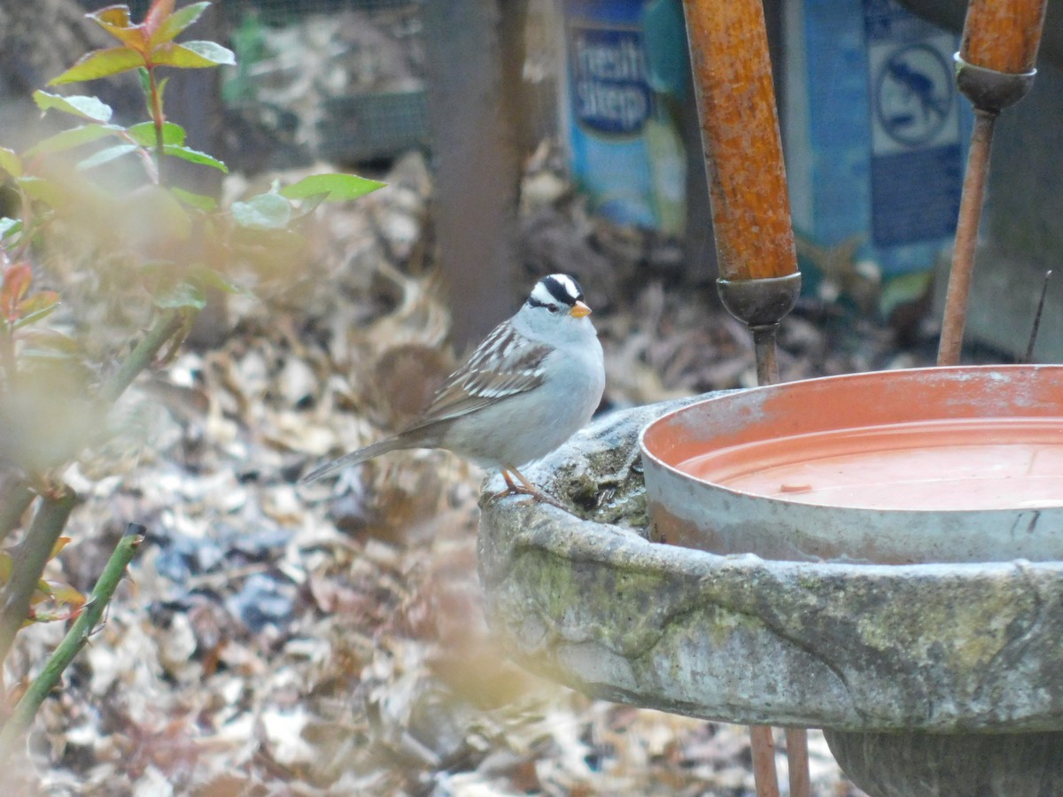 White-crowned Sparrow - ML224806991
