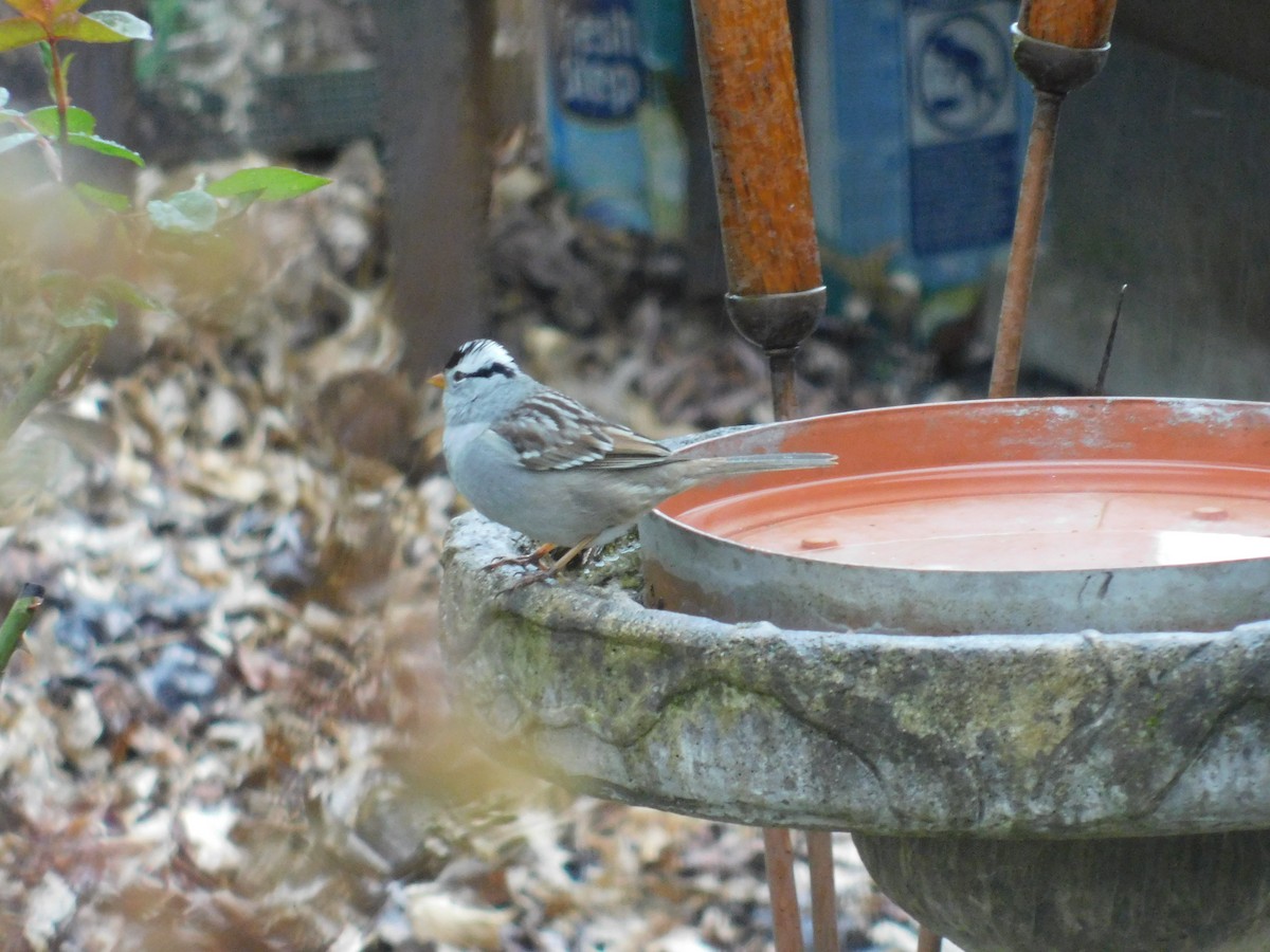 White-crowned Sparrow - ML224807041