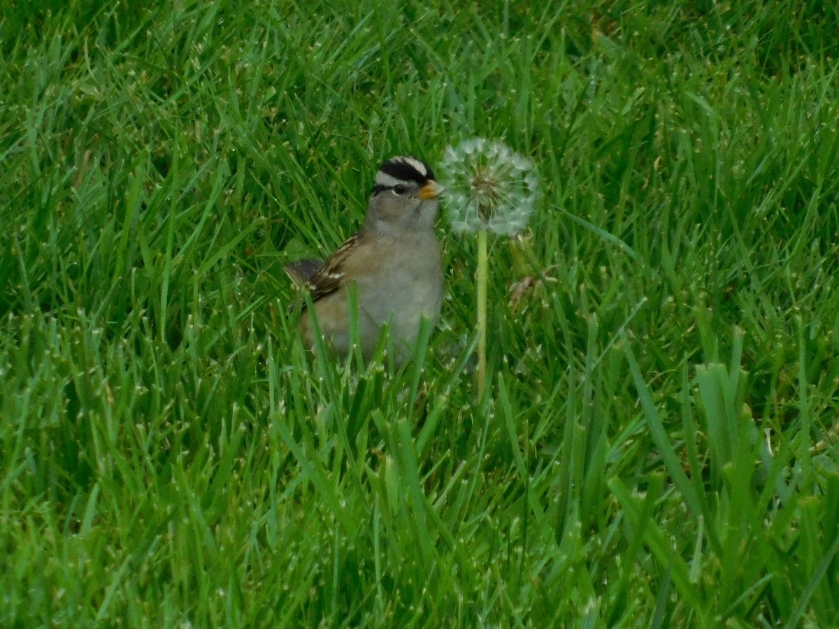 White-crowned Sparrow - ML224807051