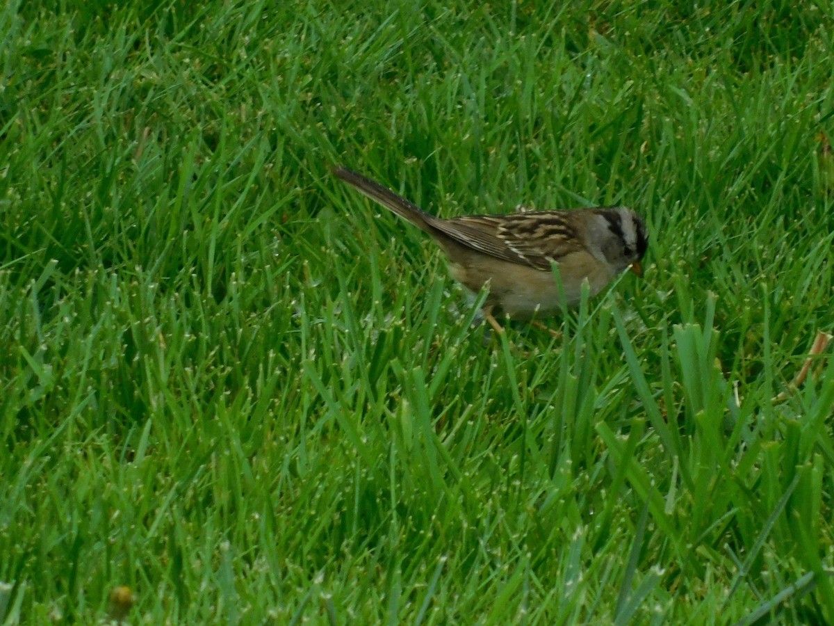 White-crowned Sparrow - ML224807161