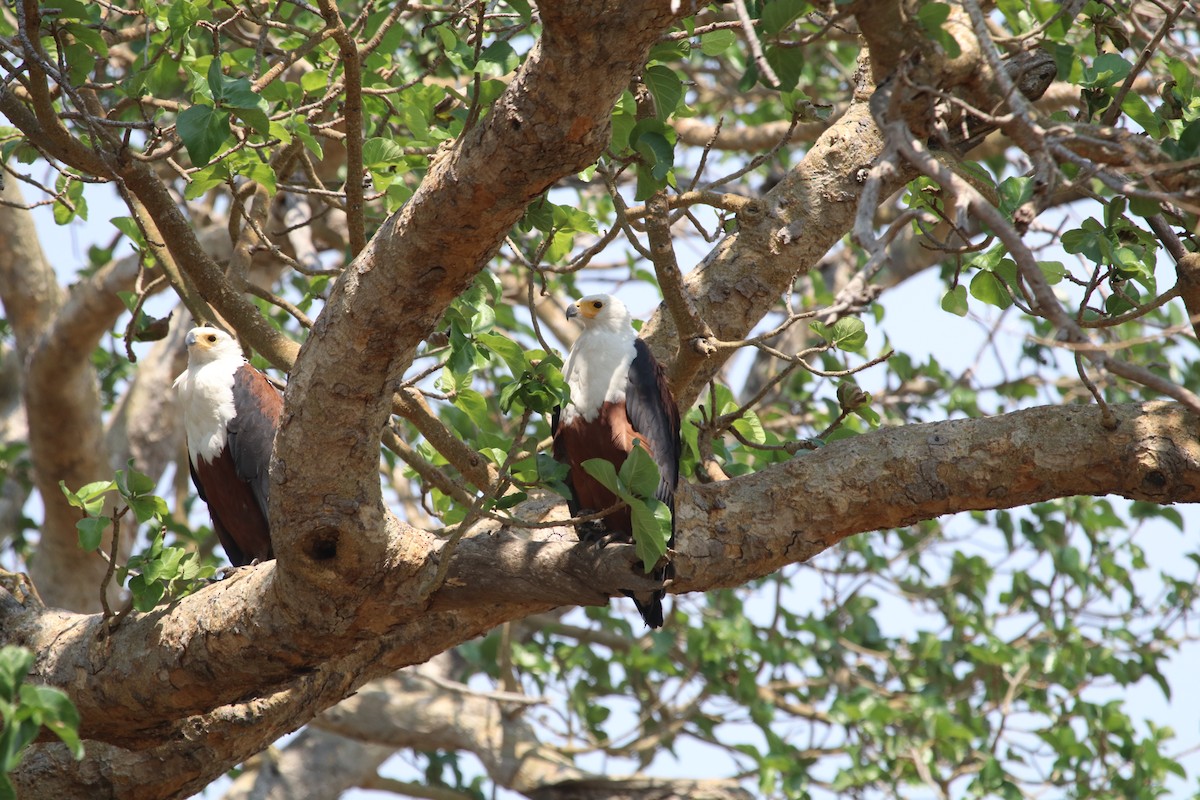 African Fish-Eagle - ML224807331