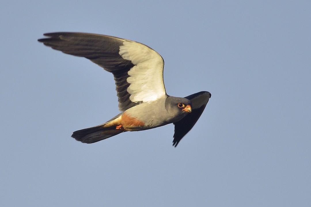 Amur Falcon - Abhilash Arjunan