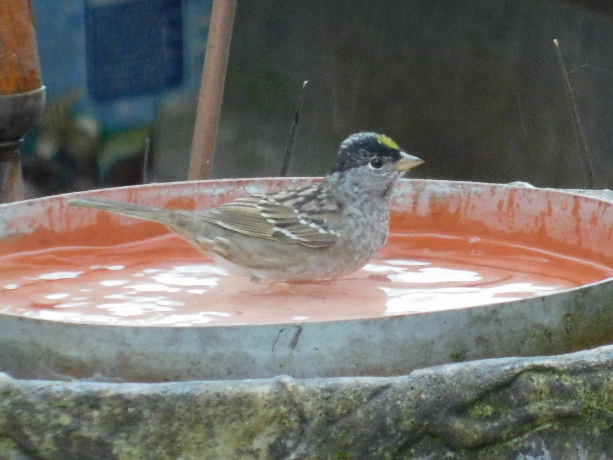 Golden-crowned Sparrow - ML224807571