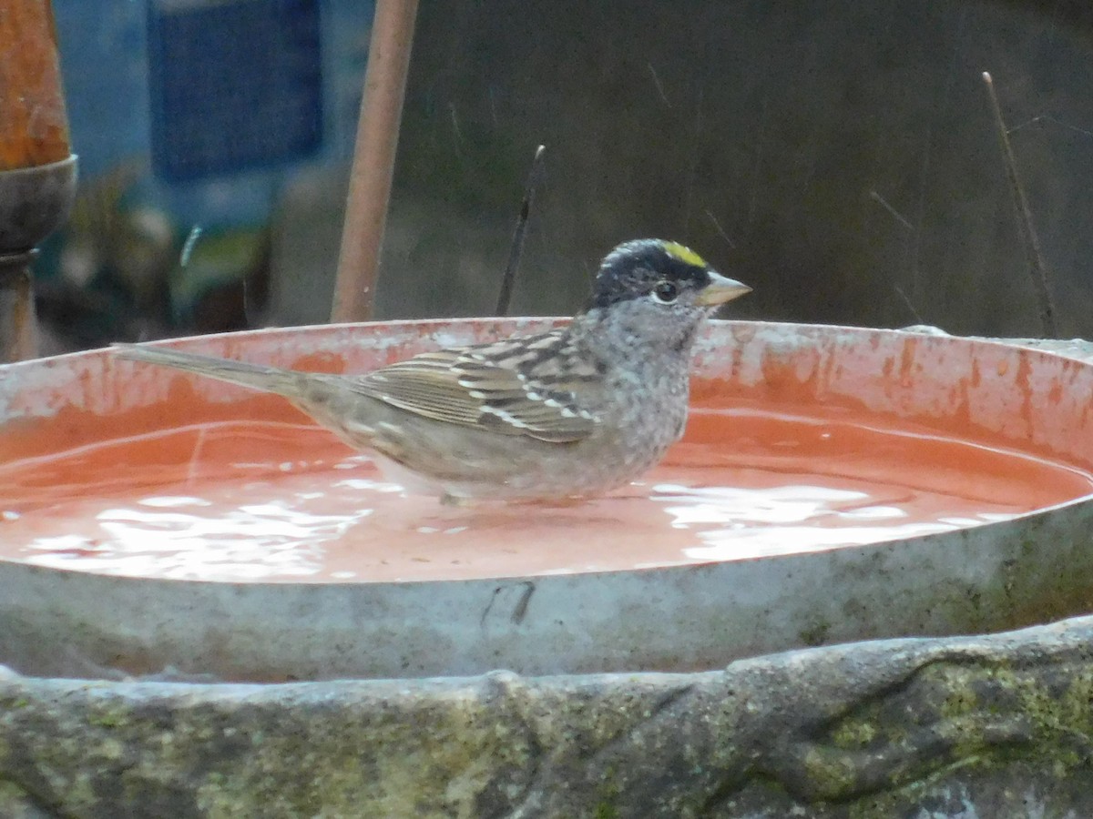 Golden-crowned Sparrow - ML224807601