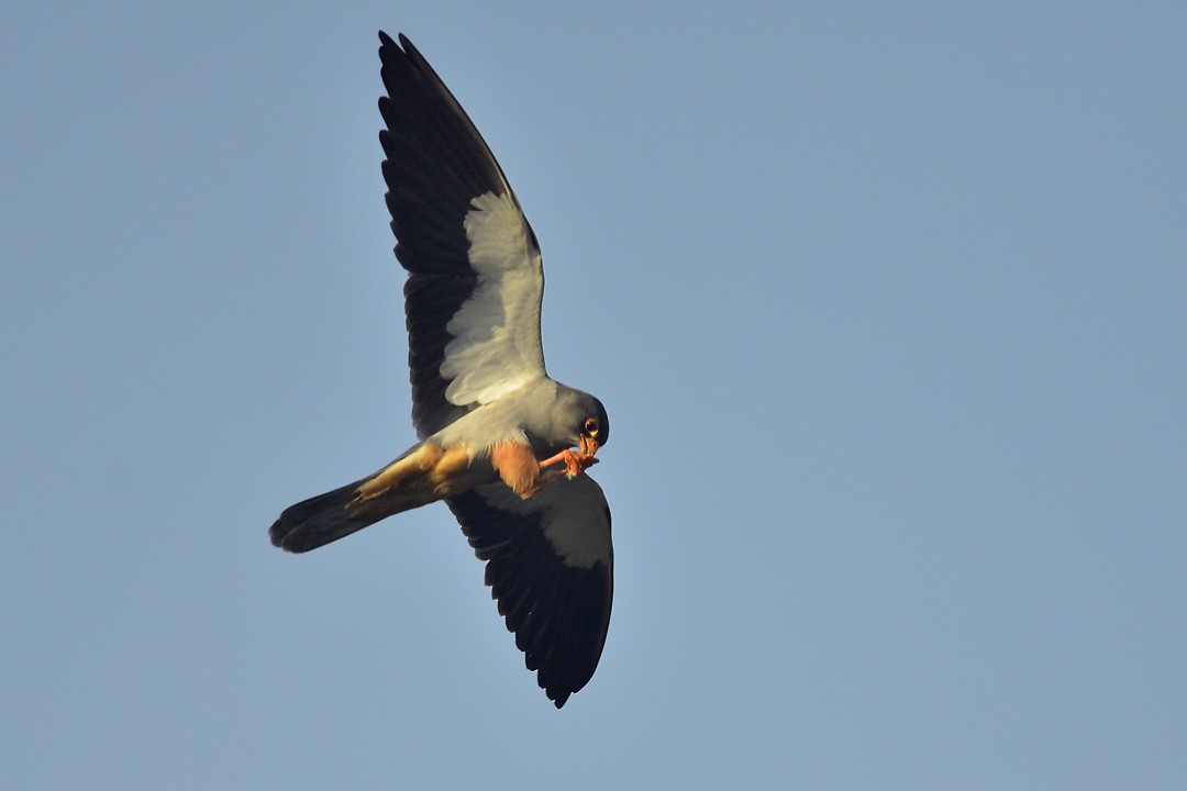Amur Falcon - ML22480761