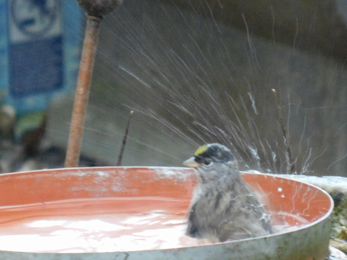 Golden-crowned Sparrow - ML224807621