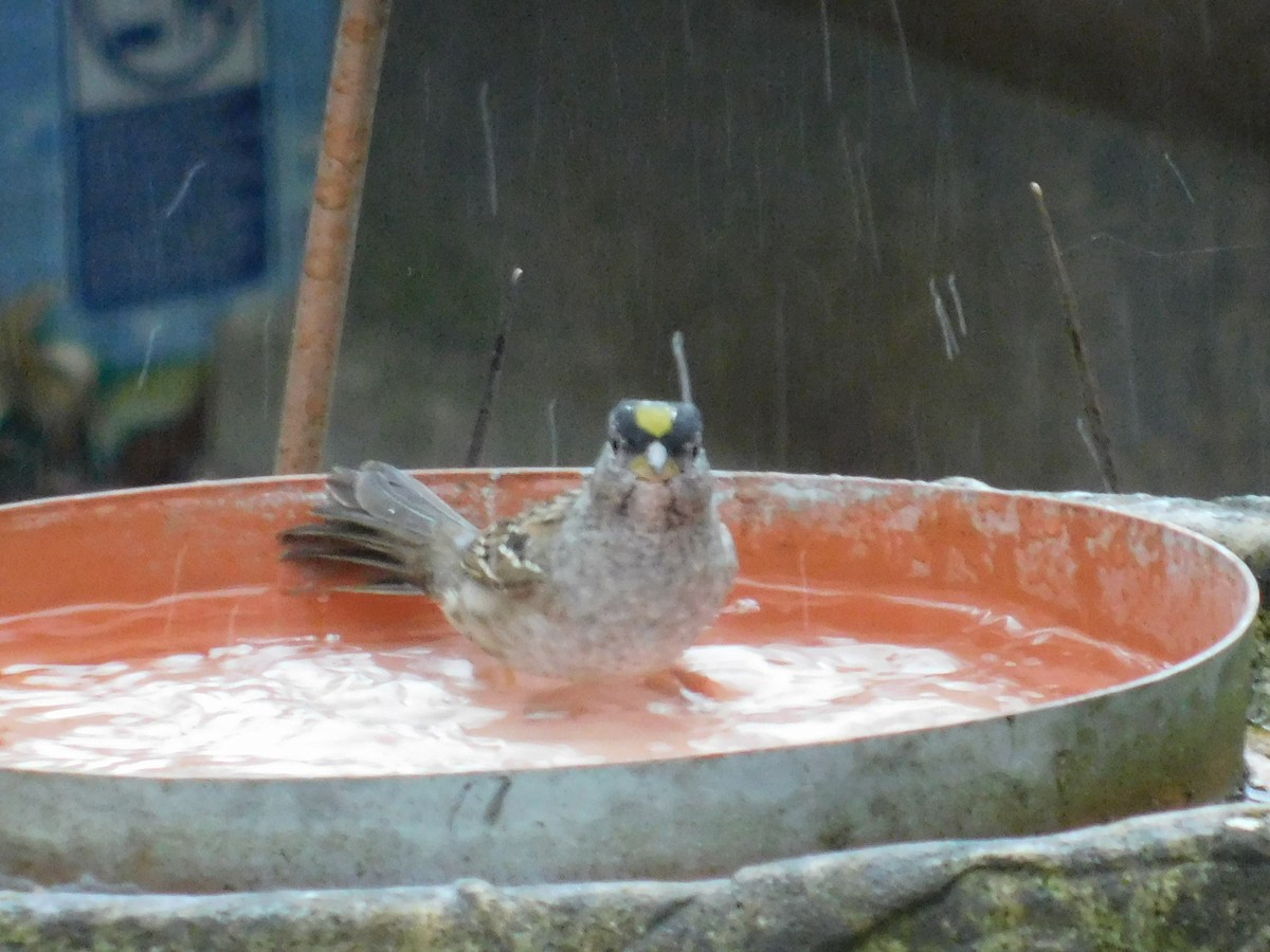 Golden-crowned Sparrow - ML224807631