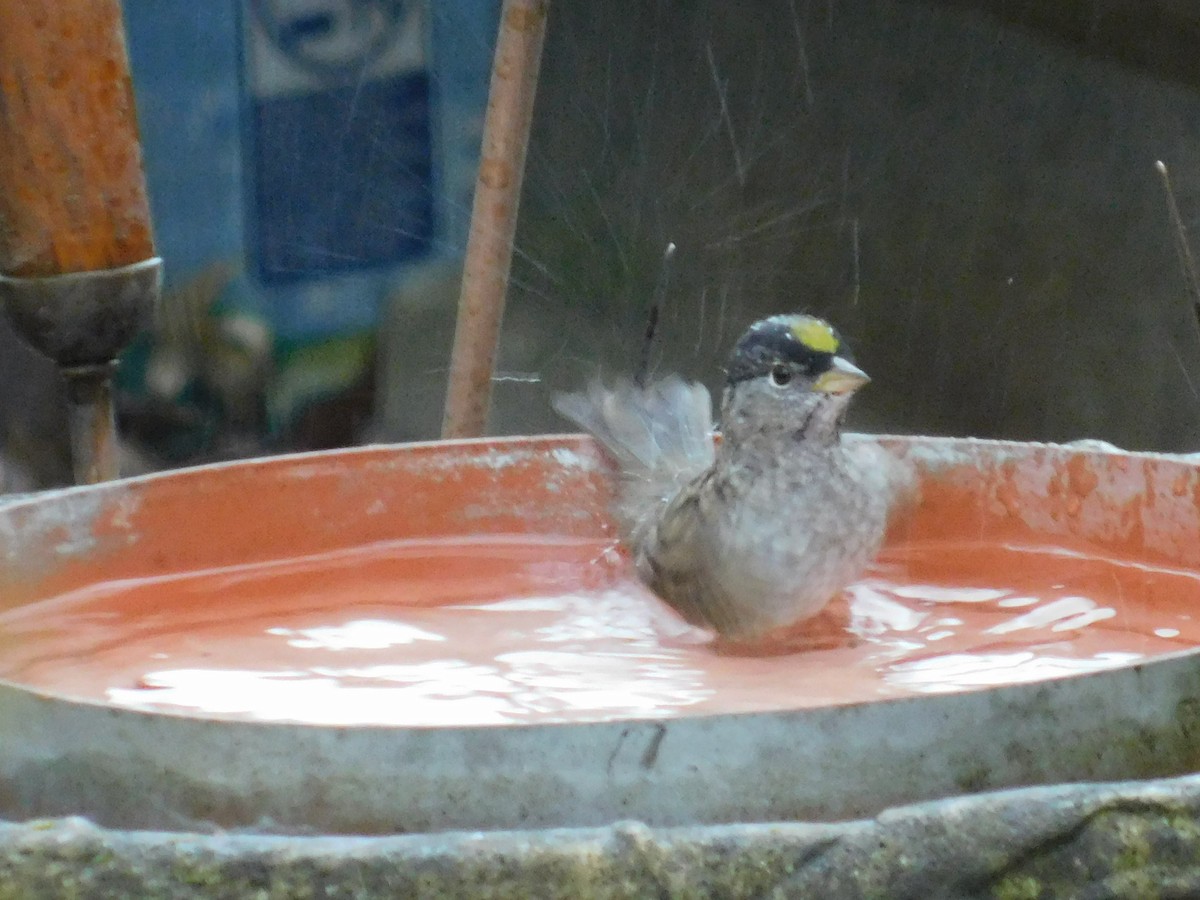 Golden-crowned Sparrow - ML224807641