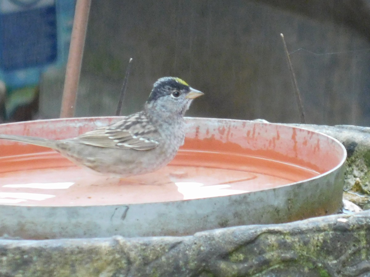 Golden-crowned Sparrow - ML224807651