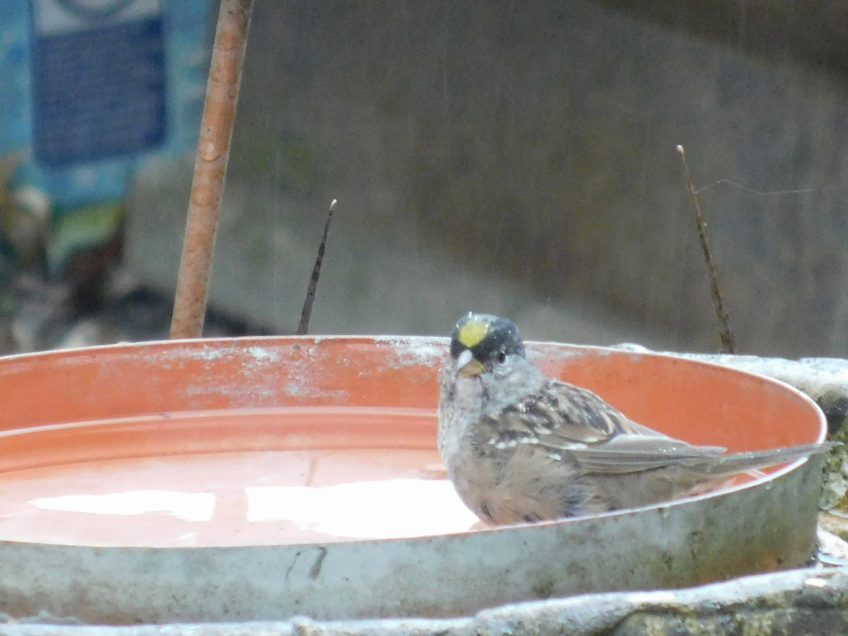 Golden-crowned Sparrow - ML224807681