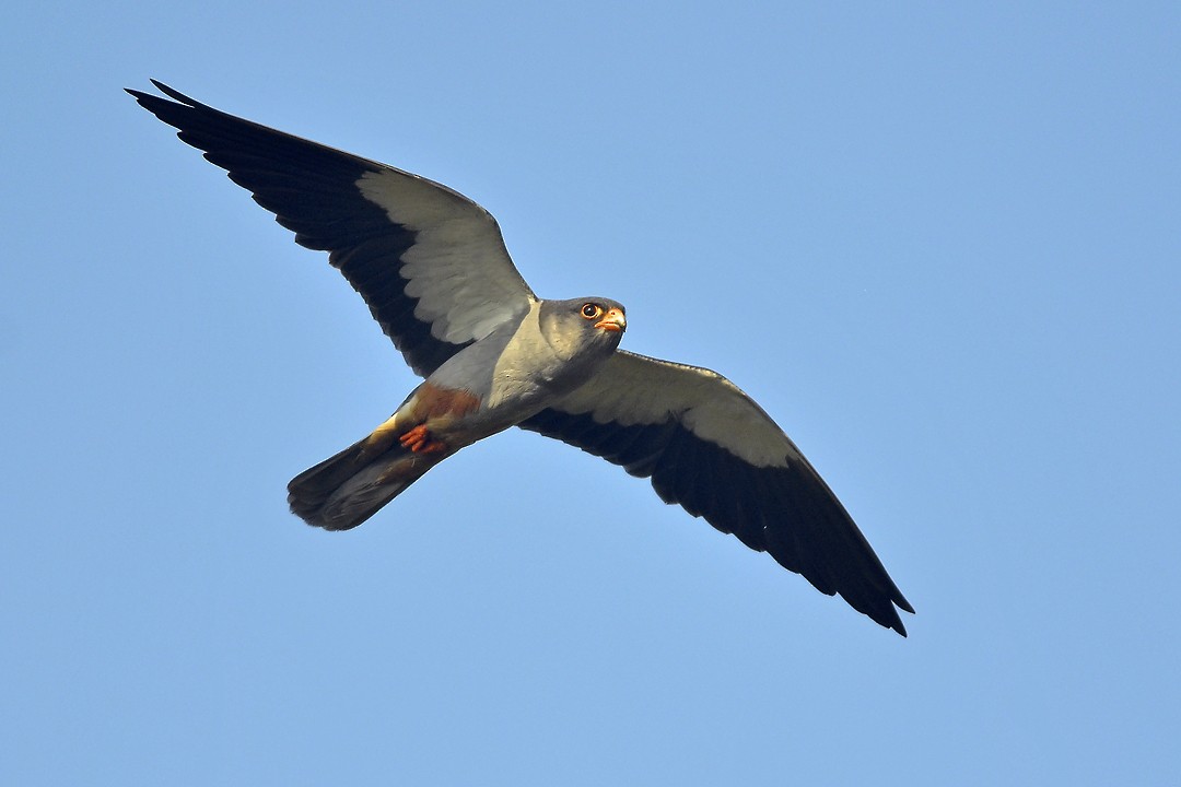 Amur Falcon - ML22480771