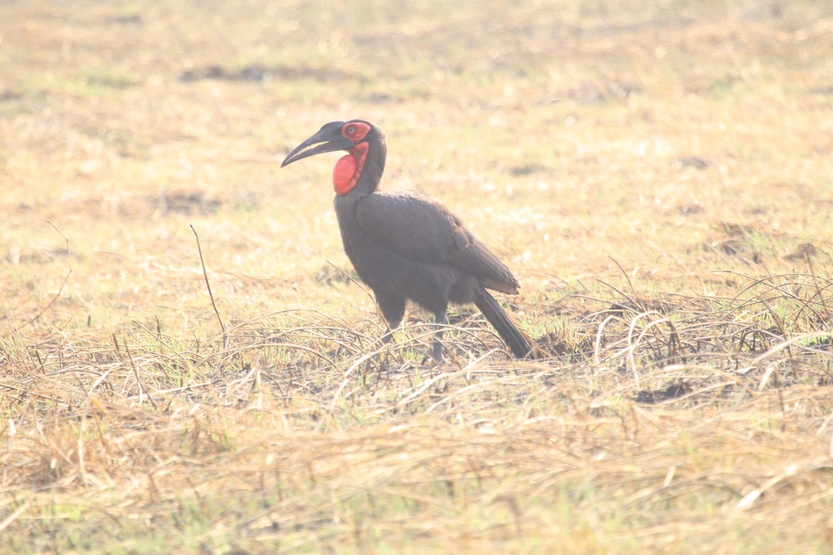 Southern Ground-Hornbill - Robert Doubell