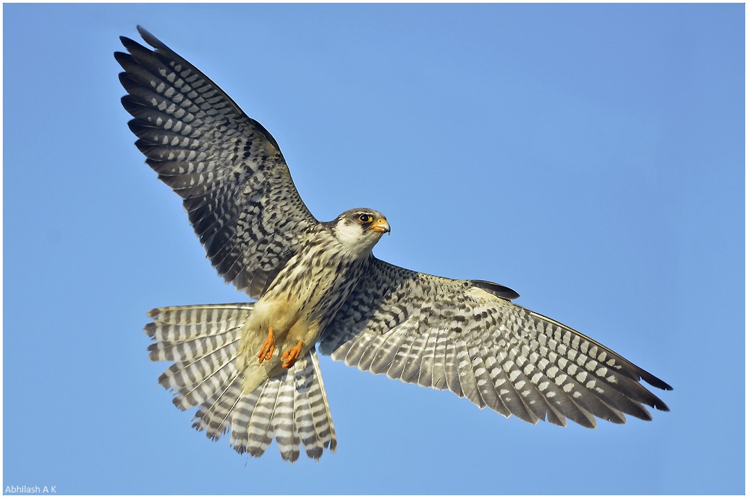 Amur Falcon - ML22480781