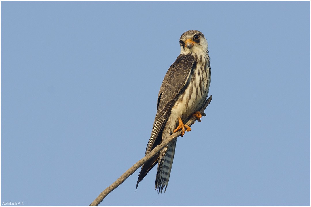 Amur Falcon - ML22480791